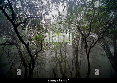 Das Bild des Waldes aufgenommen in Matheran, Maharashtra, Indien Stockfoto