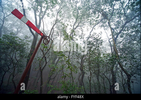 Das Bild des Waldes aufgenommen in Matheran, Maharashtra, Indien Stockfoto