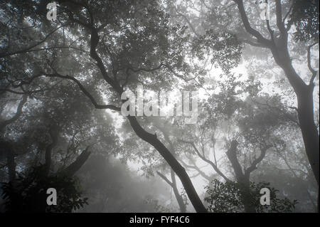 Das Bild des Waldes aufgenommen in Matheran, Maharashtra, Indien Stockfoto