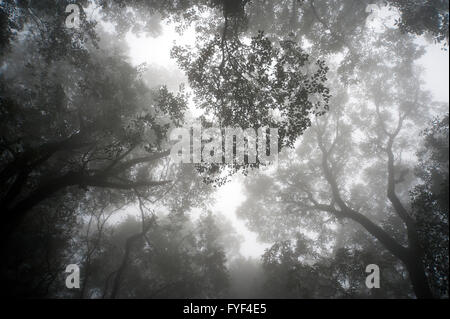 Das Bild des Waldes aufgenommen in Matheran, Maharashtra, Indien Stockfoto