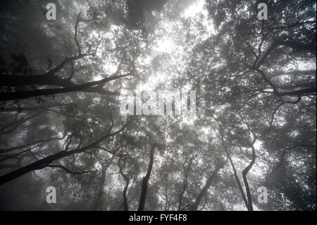 Das Bild des Waldes aufgenommen in Matheran, Maharashtra, Indien Stockfoto