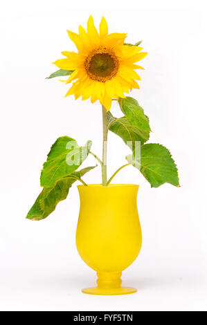 Sonnenblume in Blumentopf. Frisch Stockfoto