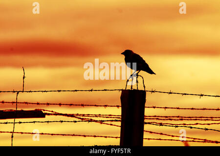 Vogel sitzt auf Gefängnis Zaun bei Sonnenuntergang. Stockfoto