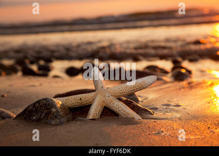 Seestern am Strand von romantischen Sonnenuntergang Stockfoto