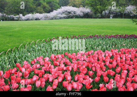 Bunte Tulpen Stockfoto