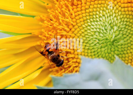 Biene in der Sonnenblume Nektar gesammelt Stockfoto