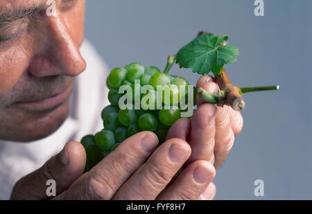 Horizontale Porträt eines Bauern eine frisch geerntete grüne Traube in seiner linken Hand halten und riechen Stockfoto