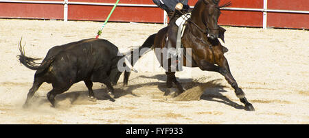 Stierkampf auf dem Pferderücken. Typischen spanischen Stierkampf. Stockfoto