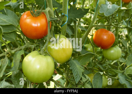 Rote und grüne Tomaten im Gewächshaus Stockfoto