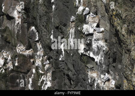 Die Kolonie von Kittiwake. Mykines Stockfoto