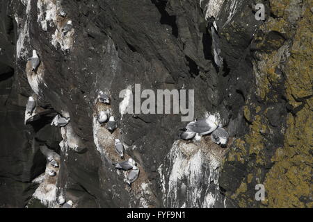 Die Kolonie von Kittiwake. Mykines Stockfoto