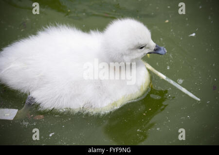 sensible Zucht Ente mit weißen Federn Stockfoto