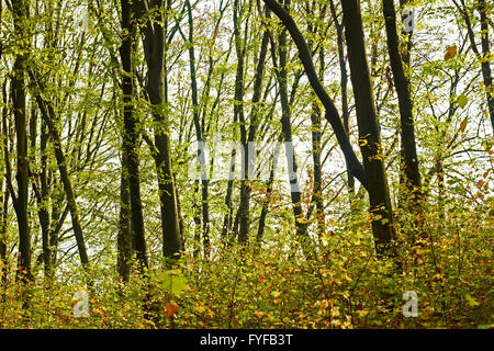 Hainbuchen-Wald im Frühherbst Stockfoto