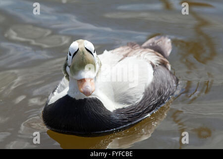 Brillentragende Eiderenten (Somateria Fischeri). Drake oder männlich in der Zucht Gefieder. Stockfoto