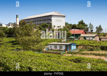 Sri Lanka, Nuwara Eliya, Pedro Teeplantage und Fabrik Stockfoto