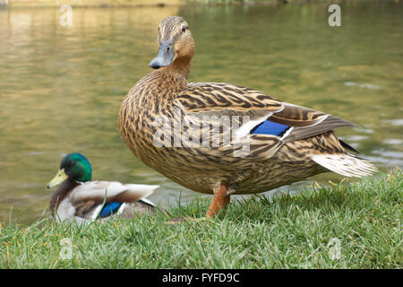 Weibliche Stockente am Rand des Wassers mit einem Mann im Hintergrund thront. UK Stockfoto