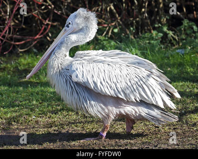 Rosa unterstützt Pelikan (Pelecanus saniert) Stockfoto