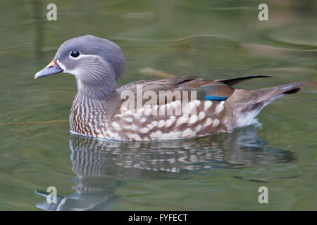 Mandarinente (Aix Galericulata) Weibchen Schwimmen im Wasser mit Reflexion Stockfoto