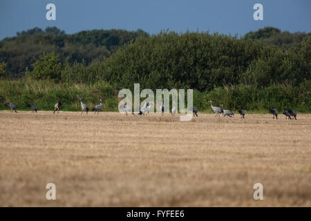 Gemeinsame oder eurasische Kraniche (Grus Grus). Nachlese Weizenkorn. Fütterung von kürzlich geernteten Getreide-Feld. Waxham. Norfolk. Stockfoto