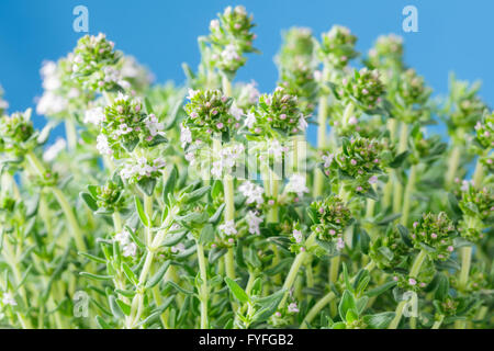 Gemeinsamen Thymian - Thymus vulgaris Stockfoto