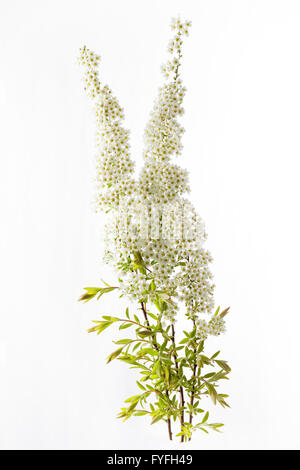 Spiraea Mischpflanzungen – Brautkranz Blume Stockfoto