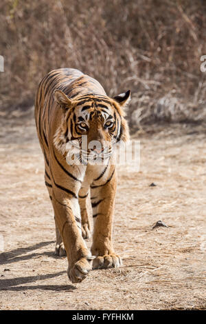 Royal Bengal Tiger (Panthera Tigris Tigris) entlang Straße, Ranthambore Nationalpark, Rajasthan, Indien Stockfoto