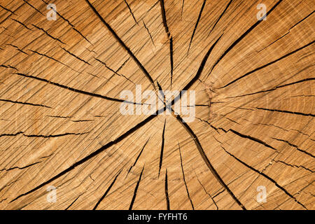 Baum-Scheibe mit Risse im Holz, Baden-Württemberg, Deutschland Stockfoto