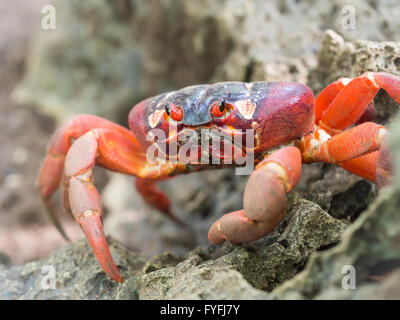 Rote Krabbe (Gecarcoidea Natalis), Christmas Island, Australien Stockfoto