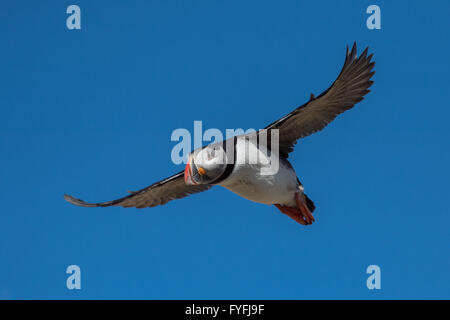 Papageitaucher (Fratercula Arctica) während des Fluges mit blauem Himmel, Borgarfjördur, Island Stockfoto