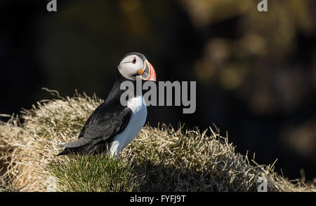 Papageitaucher (Fratercula Arctica), Borgarfjördur, Island Stockfoto