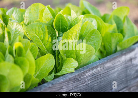 Frische reife romain Kopfsalat in Gemüsegarten wachsen, Schweden Stockfoto