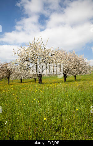 Blühende Obstbäume, Bodensee, Baden-Württemberg, Deutschland Stockfoto