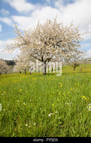 Blühende Obstbäume, Bodensee, Baden-Württemberg, Deutschland Stockfoto