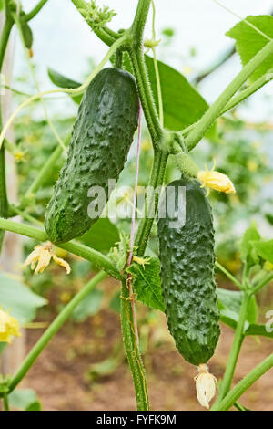 Im Gewächshaus wachsen Gurken Stockfoto