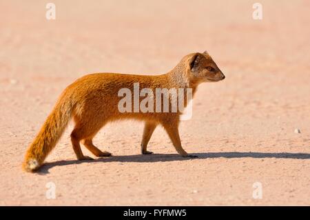 Gelbe Mungo (Cynictis Penicillata), zu Fuß auf dem roten Sand, Kalahari, Kgalagadi Transfrontier Park, Northern Cape Stockfoto