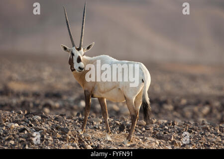 Ein arabischer Oryx (Oryx Leucoryx). Die arabische Oryx ist eine große weiße Antilope, fast völlig ausgestorben im wilden mehrere Gruppen ha Stockfoto
