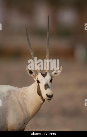 Ein arabischer Oryx (Oryx Leucoryx). Die arabische Oryx ist eine große weiße Antilope, fast völlig ausgestorben im wilden mehrere Gruppen ha Stockfoto