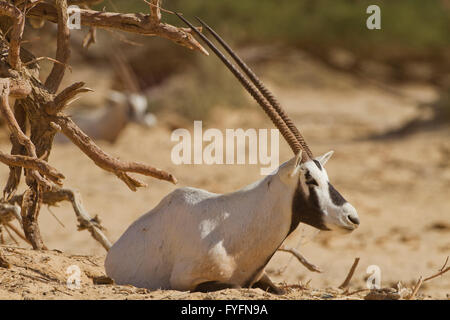 Ein arabischer Oryx (Oryx Leucoryx). Die arabische Oryx ist eine große weiße Antilope, fast völlig ausgestorben im wilden mehrere Gruppen ha Stockfoto