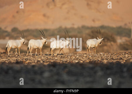 Eine Herde von Arabian Oryx (Oryx Leucoryx). Die arabische Oryx ist eine große weiße Antilope, fast völlig ausgestorben im wilden mehrere g Stockfoto