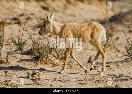 Ein Jungtier der arabischen Oryx (Oryx Leucoryx). Die arabische Oryx ist eine große weiße Antilope, fast völlig ausgestorben im wilden sever Stockfoto