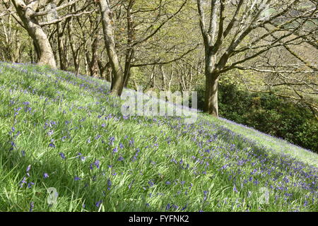 Bleubells auf einer grasbedeckten Bank in einem Waldgebiet in springtime.in, Großbritannien Stockfoto