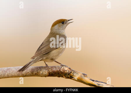 Eurasische Mönchsgrasmücke (Sylvia Atricapilla) weiblich auf einen Zweig, Negev-Wüste, israel Stockfoto