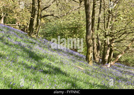 Bleubells auf einer grasbedeckten Bank in einem Waldgebiet in springtime.in, Großbritannien Stockfoto