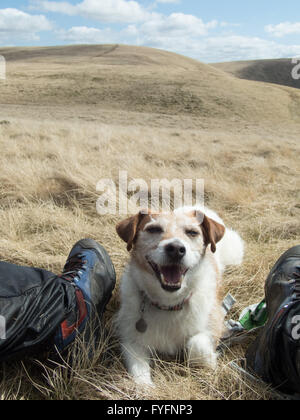 Ein Parson Russell Terrier genießen eine Pause auf einem Hügel in der Howgill Fells, Yorkshire Dales National Park Fuß Stockfoto