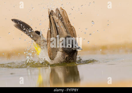 Gelb-entlüftet Bulbul (Pycnonotus Xanthopygos) badet in einer Wasserpfütze, Wüste Negev, Israel Stockfoto