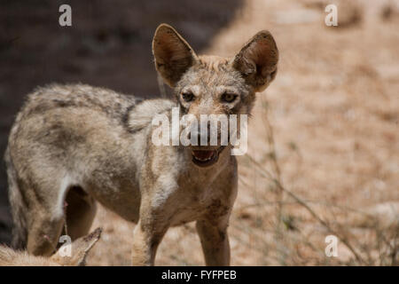 Arabischer Wolf (aka einsamen Wolf Canis Lupus Araber). Dieser Wolf ist Unterart der graue Wolf. Fotografiert in Israel, Negev-Wüste Stockfoto