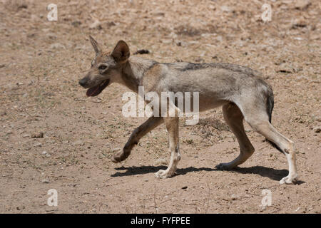 Arabischer Wolf (aka einsamen Wolf Canis Lupus Araber). Dieser Wolf ist Unterart der graue Wolf. Fotografiert in Israel, Negev-Wüste Stockfoto