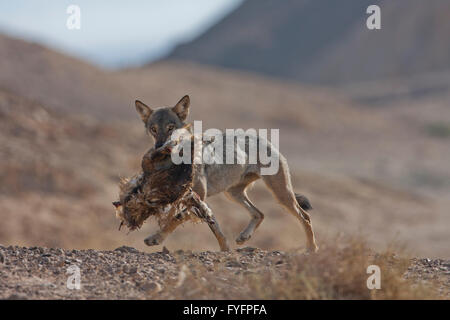 Arabischer Wolf (aka einsamen Wolf Canis Lupus Araber). mit Beute. Dieser Wolf ist Unterart der graue Wolf. Fotografiert in Israel, Wüs Stockfoto