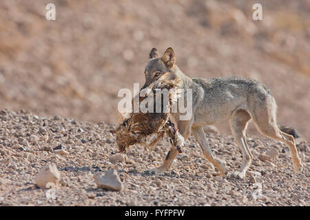 Arabischer Wolf (aka einsamen Wolf Canis Lupus Araber). Dieser Wolf ist Unterart der graue Wolf. Fotografiert in Israel, Negev-Wüste Stockfoto