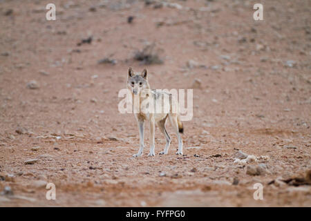 Arabischer Wolf (aka einsamen Wolf Canis Lupus Araber). Dieser Wolf ist Unterart der graue Wolf. Fotografiert in Israel, Negev-Wüste Stockfoto